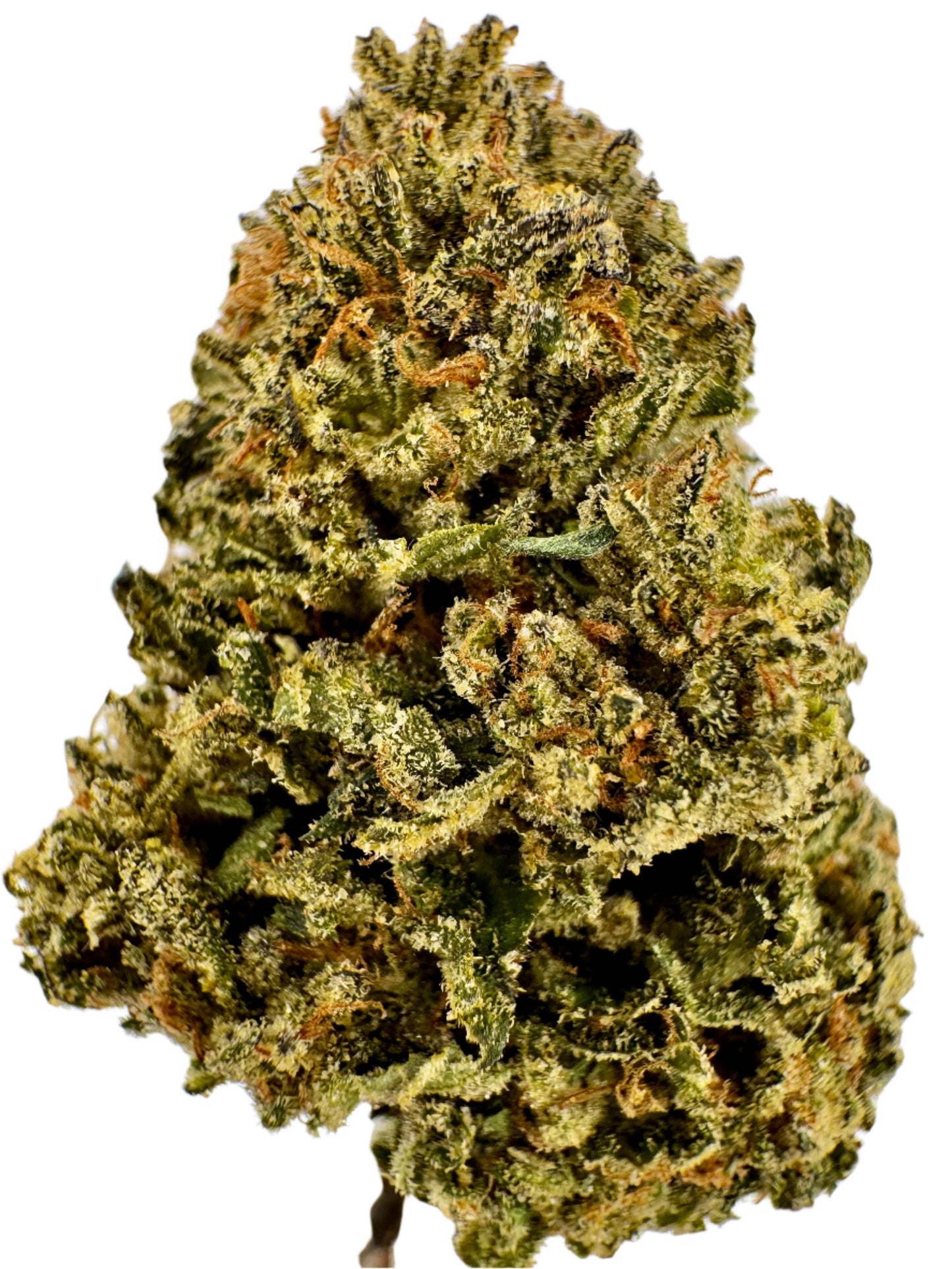 Close-up of a cannabis bud on a white background