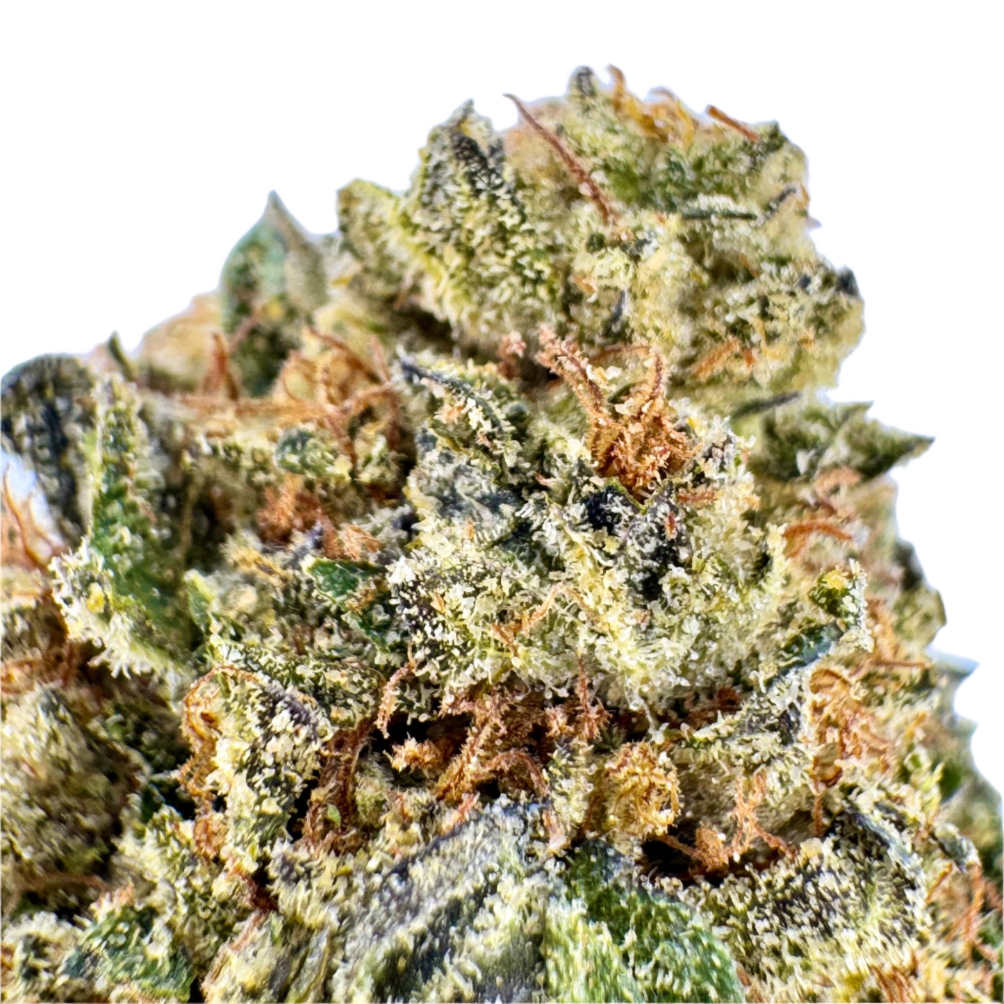 Close-up of a cannabis bud with a clear blue sky background