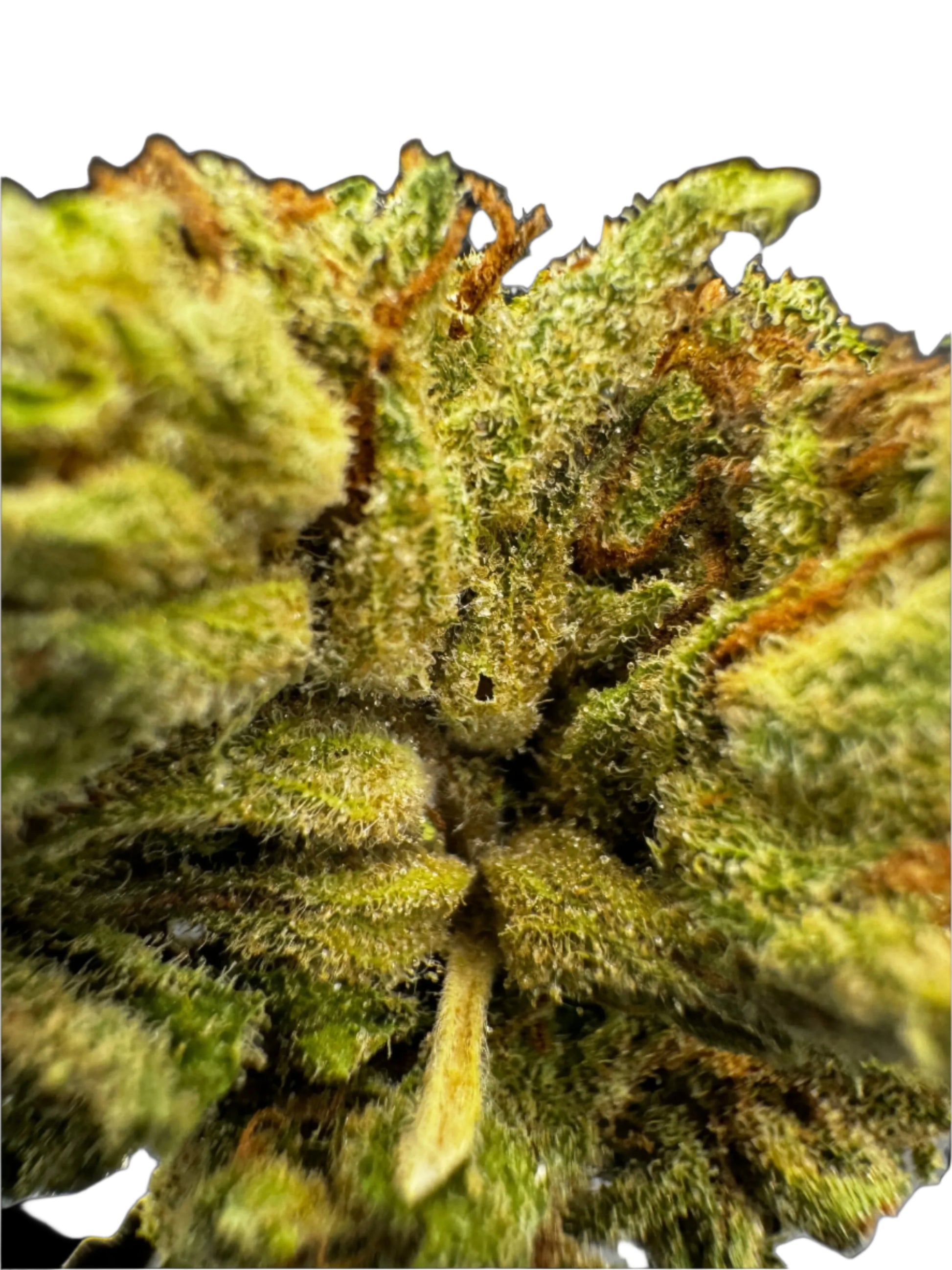 MAC 1 Hybrid – Balanced 50/50 Indica & Sativa | Delta 9 THC 26.5% Product vendor THCA Flower  Carolina Hemp Cafe