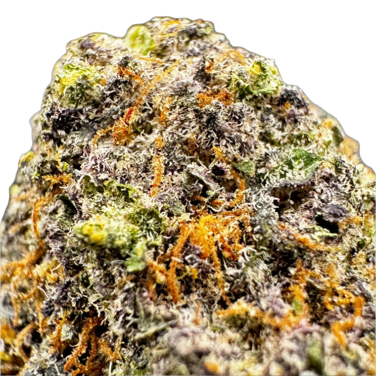 close up grandaddy purple THCA flower bud