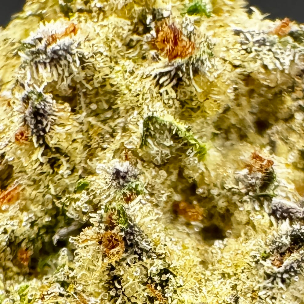 A close-up image of Pineapple OG Express THCA flower, showcasing its dense, woolly appearance with a green coloration, characteristic of cannabis.