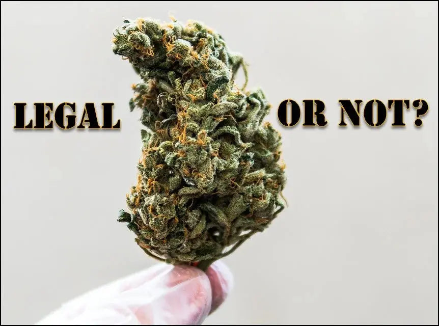 Forest Green Cannabis bud held with 2 fingers by bottom stem with words that say legal or not?