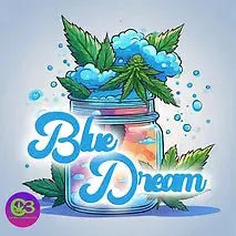 A-Dreamy-Journey-with-Blue-Dream-THCA-Flower-Strain-Review Carolina Hemp Cafe