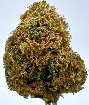 Mimosa-THCA-Strain-Review-A-Citrusy-Delight-with-Potent-Effects Carolina Hemp Cafe