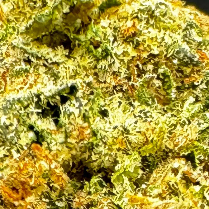 Northern Lights: The Legendary Indica Strain, 22.3% Delta-9 THC Product vendor THCA Flower  Carolina Hemp Cafe