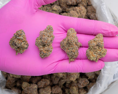 Bulk Glitter Bomb – Indica THCA Flower 25.6%, Indoor