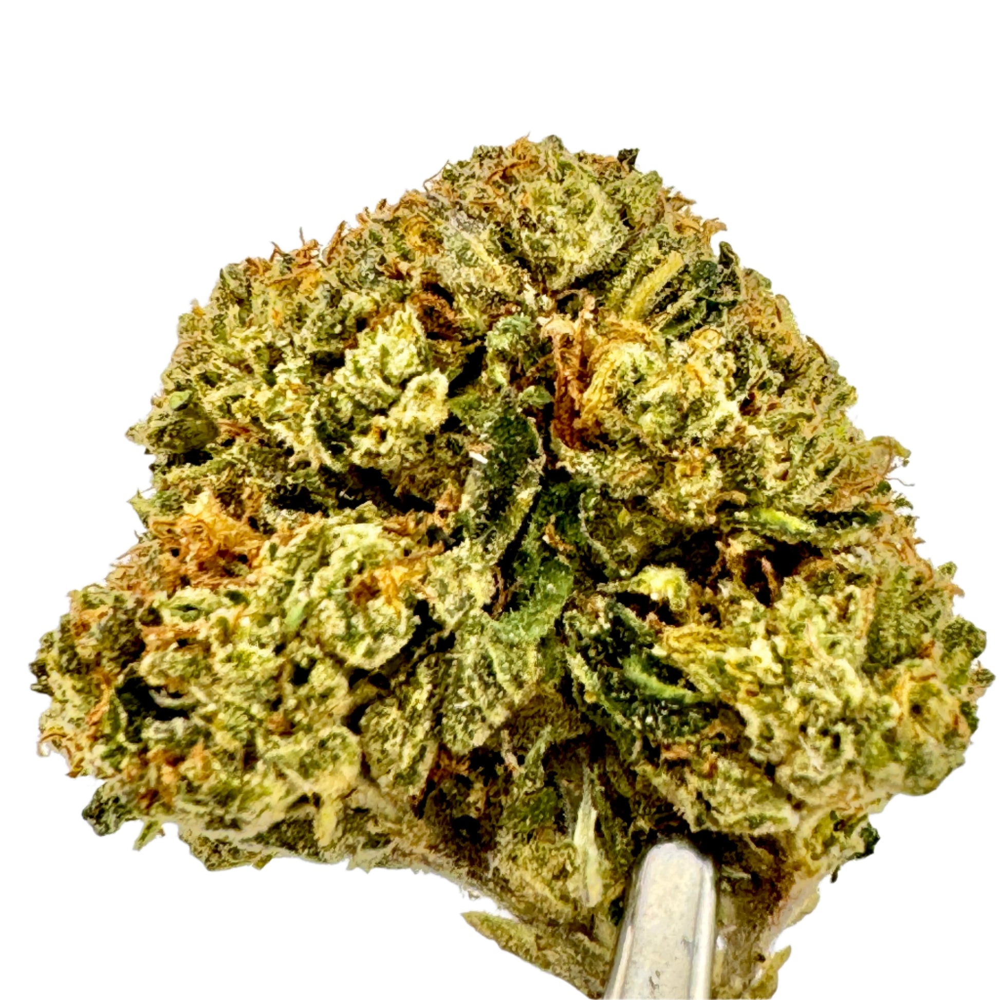 Close-up of a cannabis bud on a white background