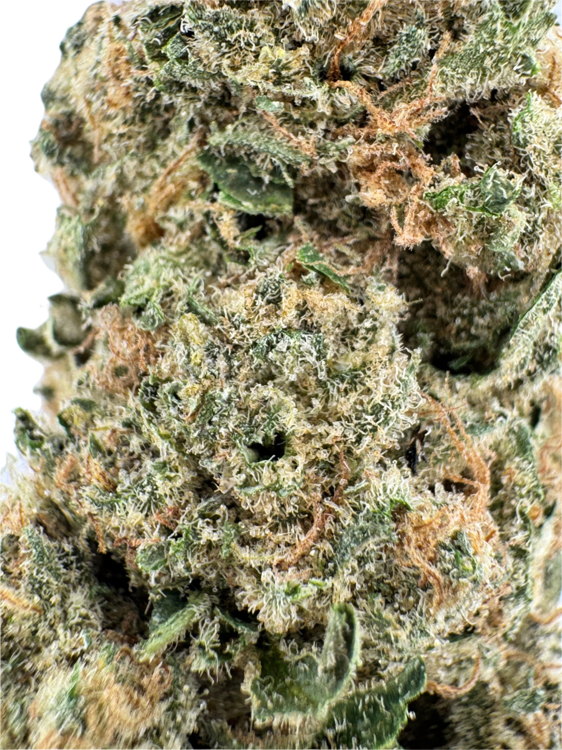 Close-up of cannabis bud with trichomes on a light blue background