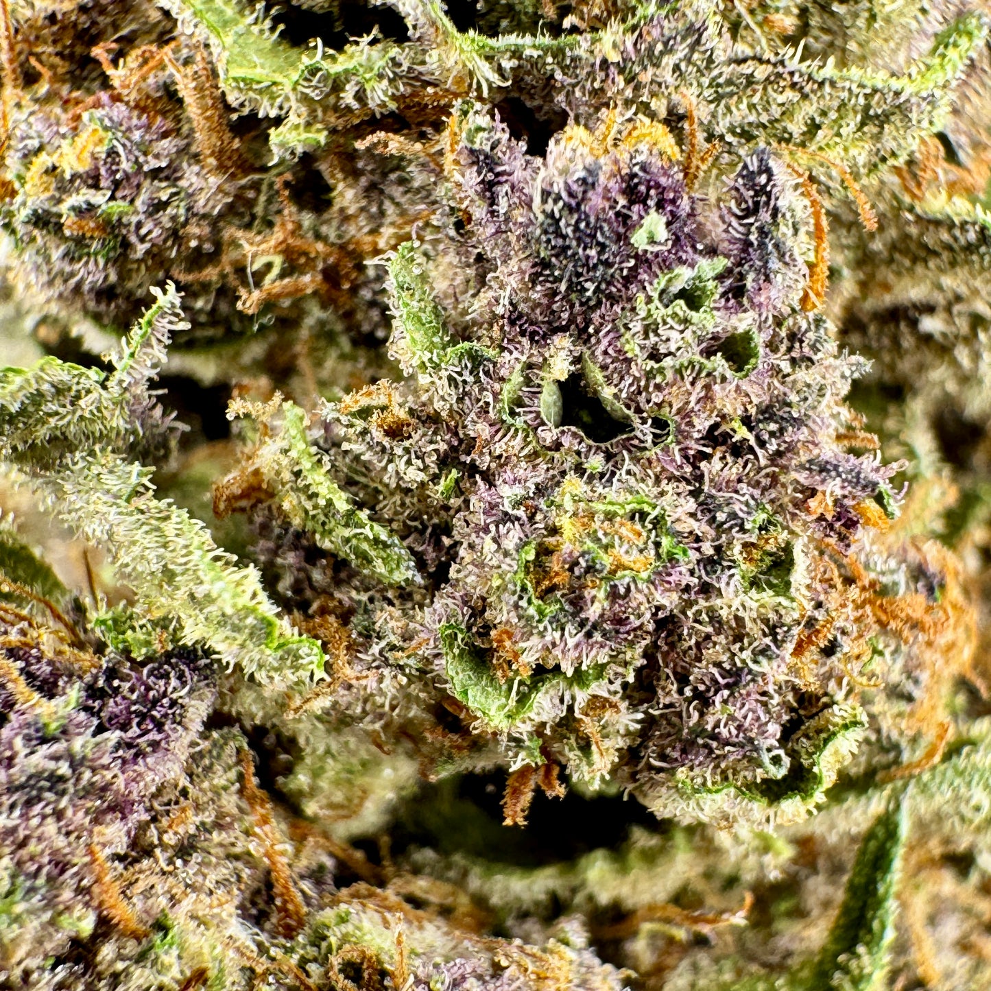Tropicana Cherry THCA Flower – 34% THCA, 1.2% CBG, 0.2% CBC | Sativa Hybrid | Exotic Shelf Collection
