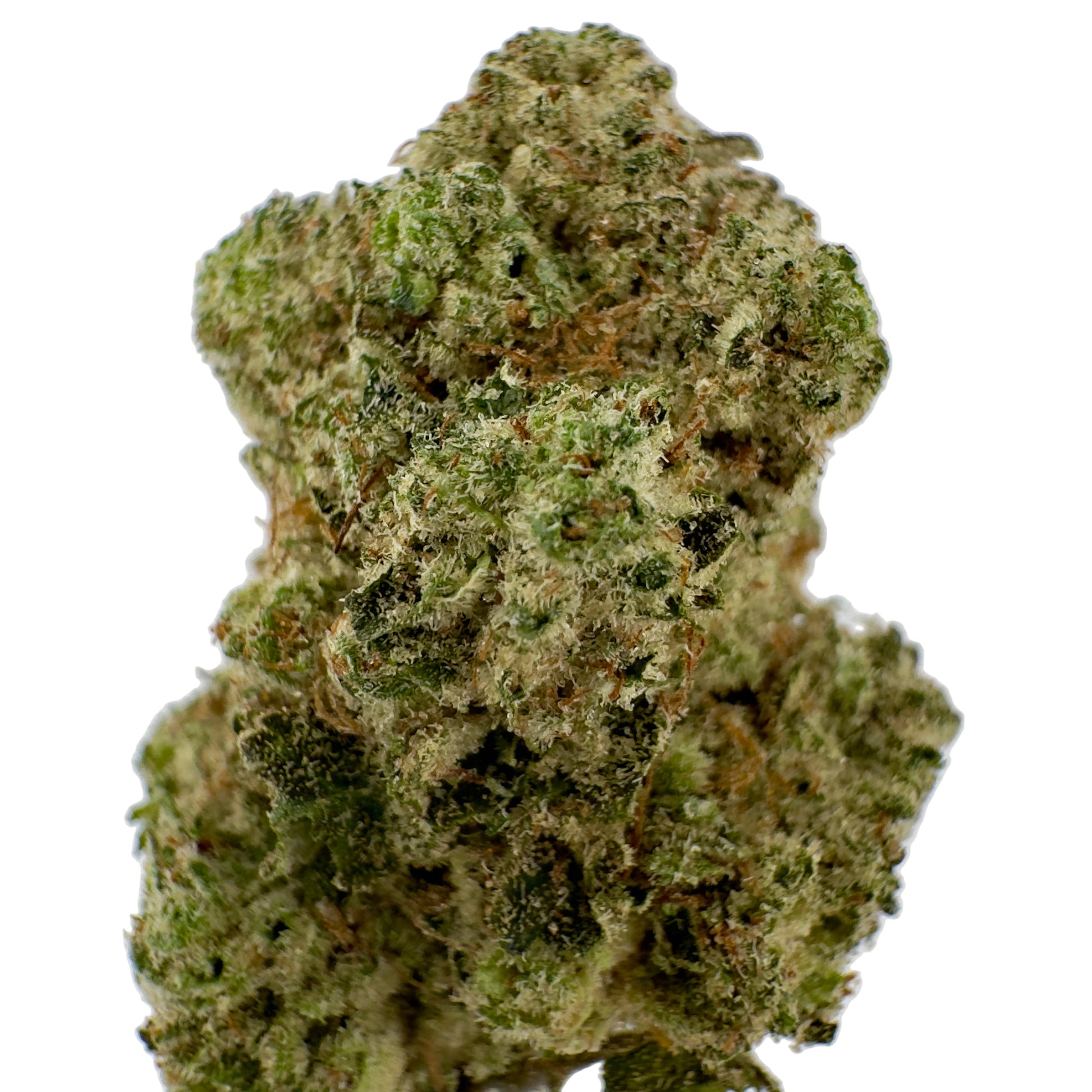 Close-up of a cannabis bud on a white background