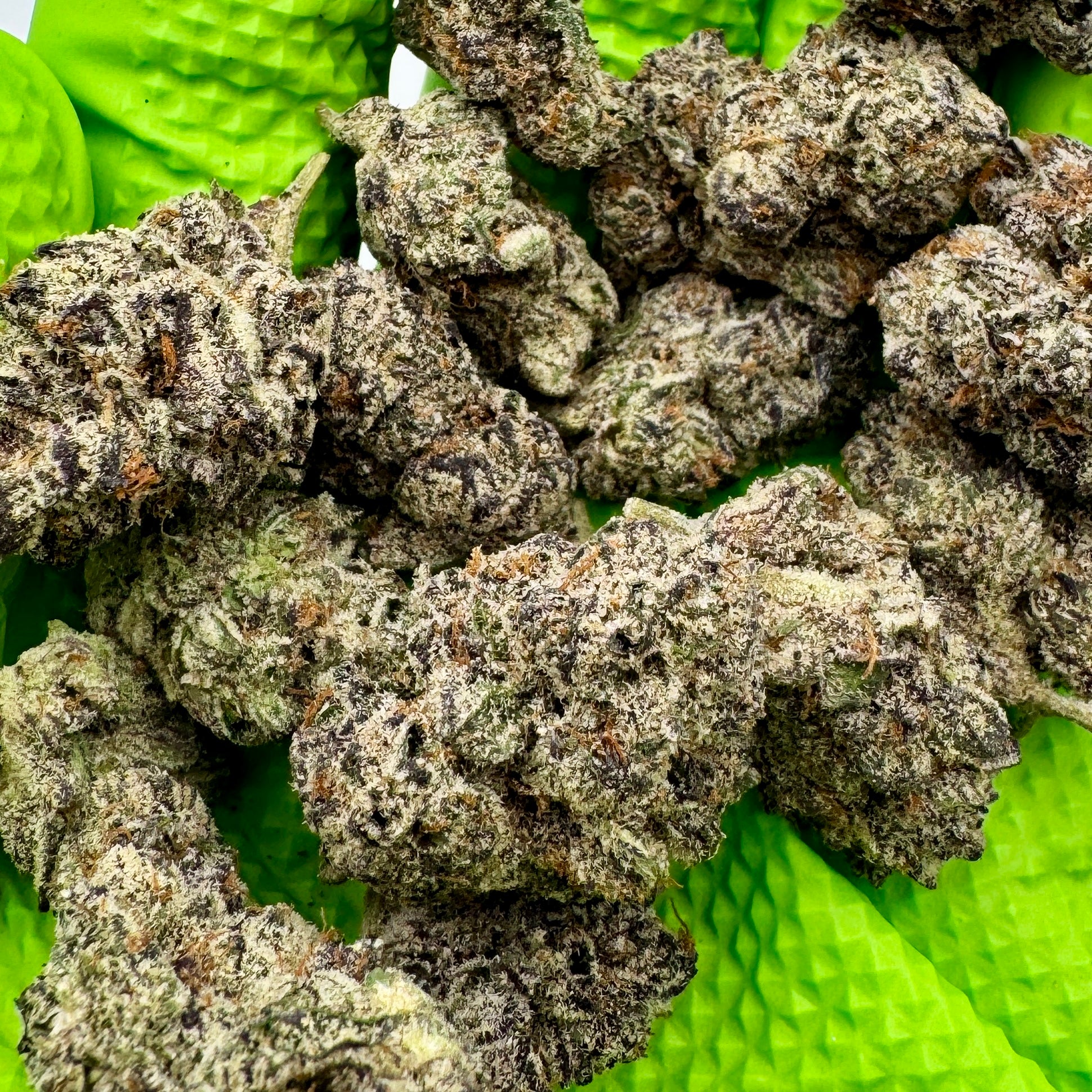 Close-up of dried cannabis buds on green leaves