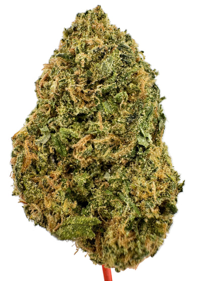 Close-up of a hand holding a large green cannabis bud against a white background