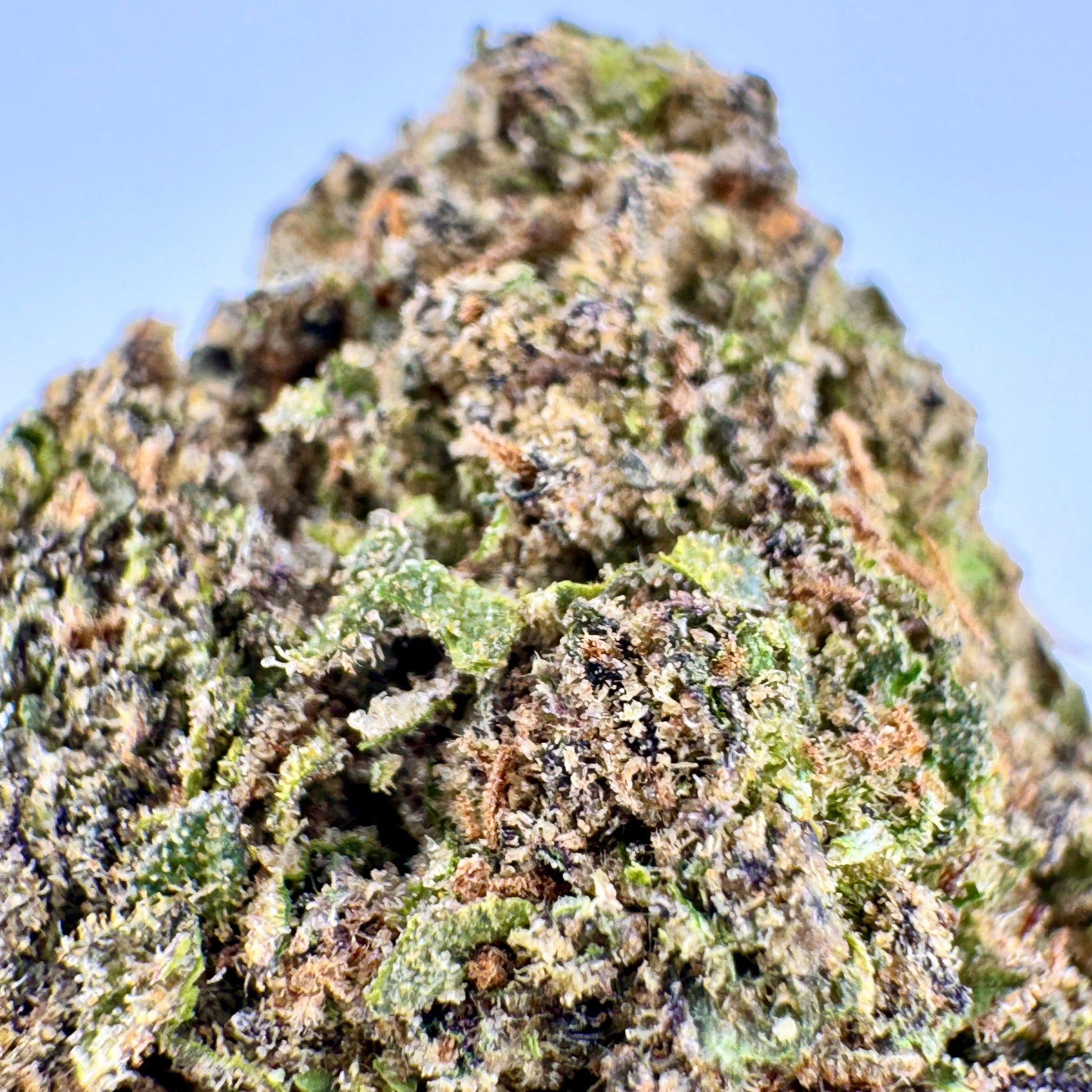 Close-up of a cannabis bud with green and brown colors against a blurred background
