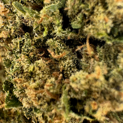 Close-up of a cannabis plant with trichomes