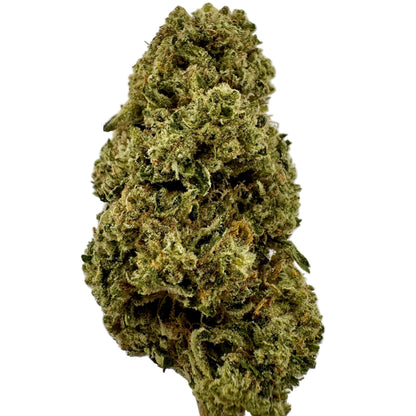 Close-up of a cannabis bud on a light gray background