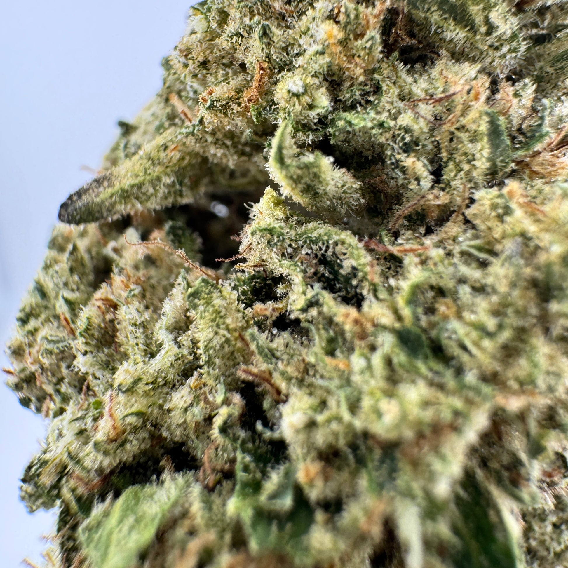 Close-up of a cannabis bud with a clear background