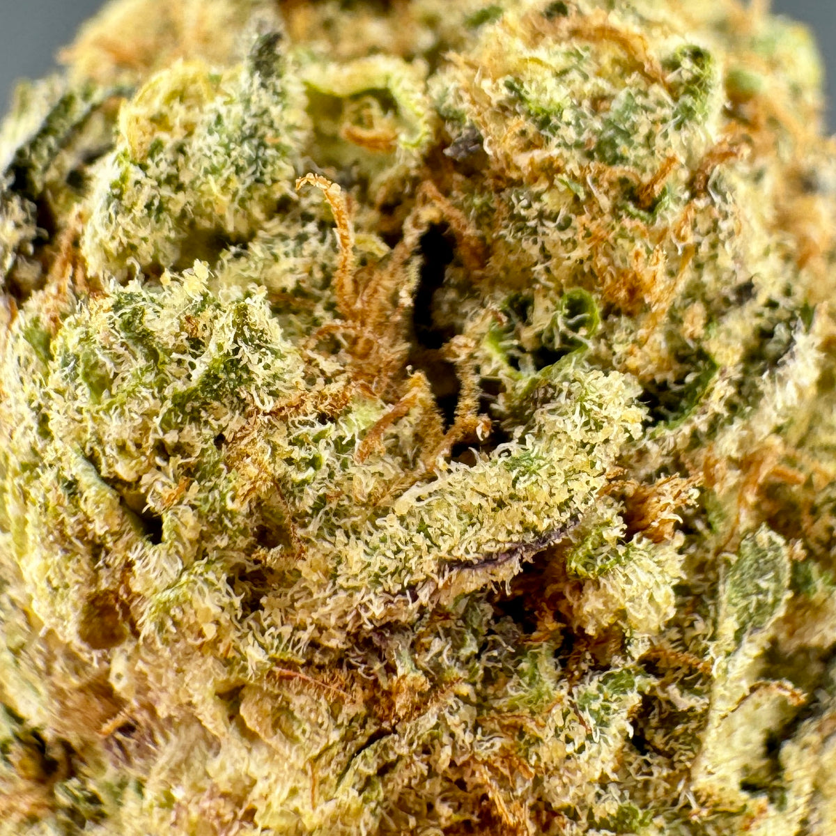 Panama Red THCA Flower | Top Shelf Sativa