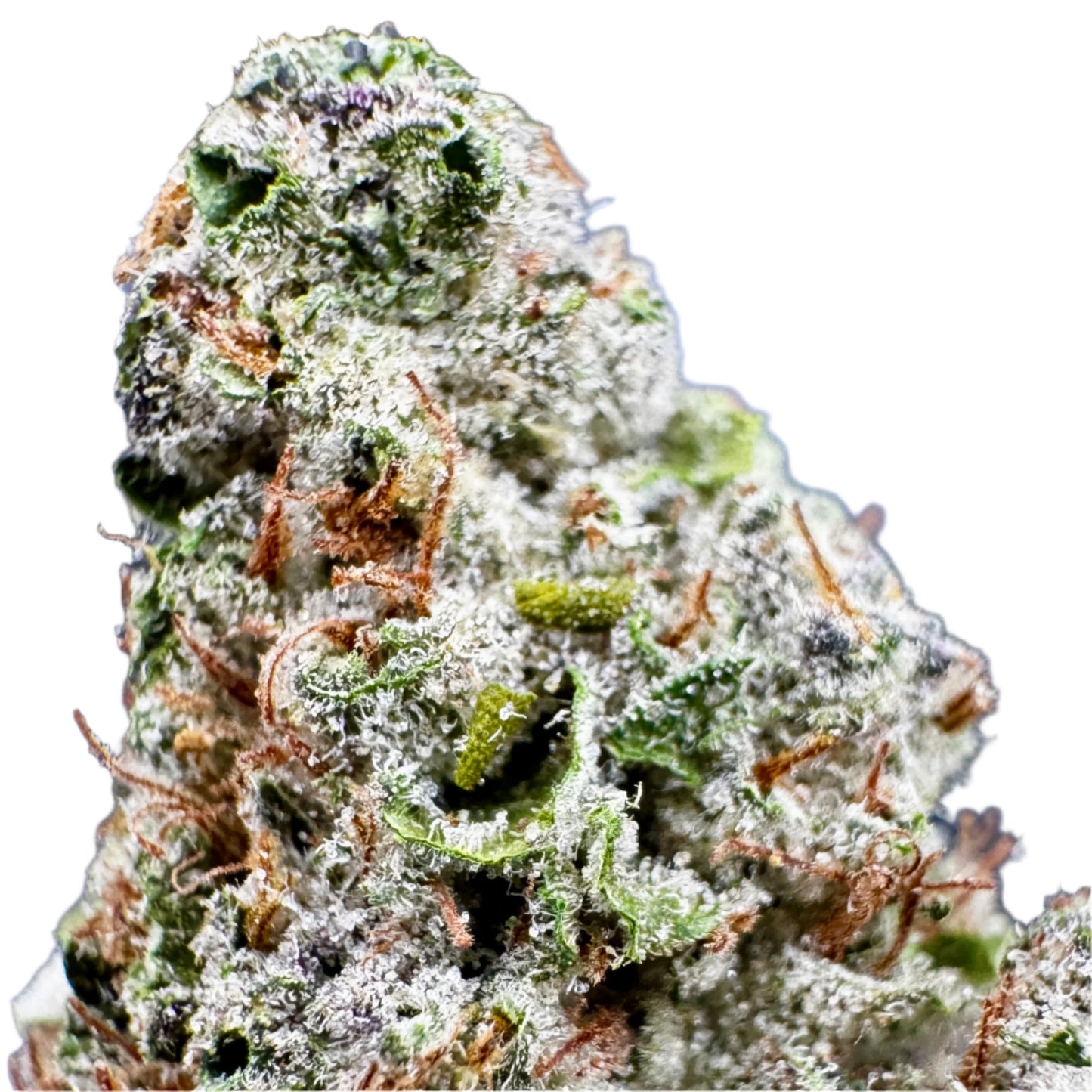 Chemdawg OG: 29.5% Sativa Dominant Hybrid with Elevated THC & CBG