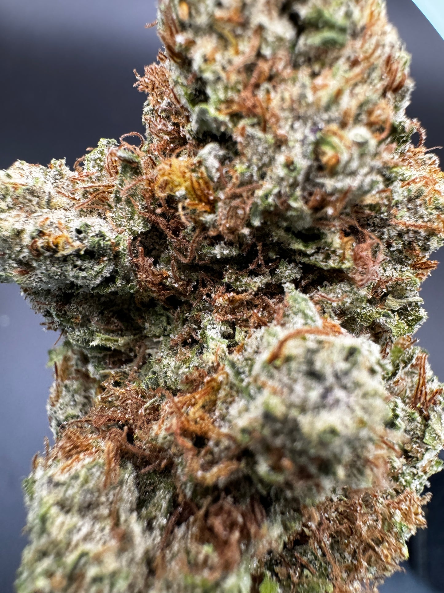 Chemdawg OG: 29.5% Sativa Dominant Hybrid with Elevated THC & CBG